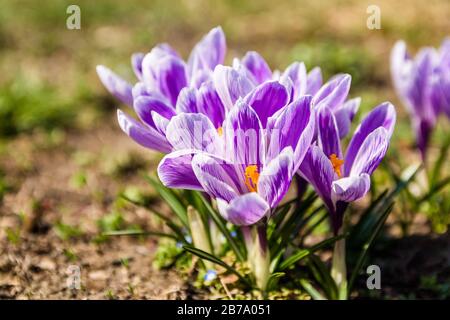 gros plan fleur de crou de printemps frais chauffée par des rayons de soleil dans la forêt au lever du soleil Banque D'Images