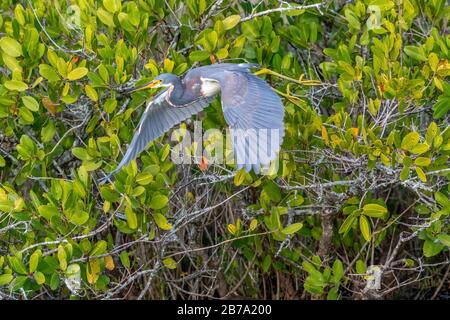 Un Héron tricolore (Egretta tricolor en vol, devant les mangroves blanches (Laguncularia racemosa) dans la réserve naturelle nationale de l'île Merritt. Banque D'Images