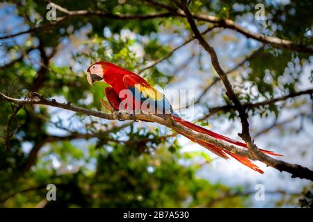 Images de scarilet macaw prises à Azuero Panama Banque D'Images