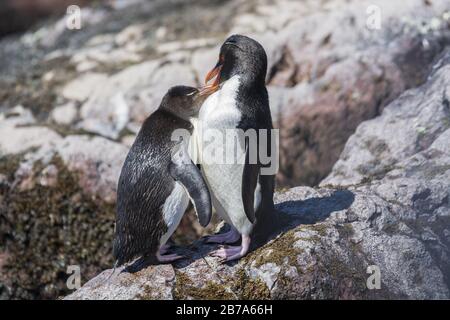 Soins parentaux parmi les pingouins de rockhopper, Isla Pinguino, Puerto deseado, Patagonia Argentine Banque D'Images