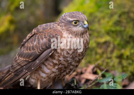 Juvénile Sparrowhawk, Accipiter nisus, Dumfries & Galloway, Écosse Banque D'Images