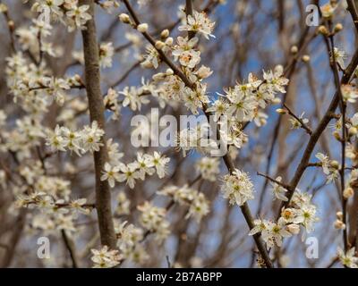 Jolie fleur blanche sur un arbre à argousier, Prunus spinosa, au début du printemps Banque D'Images