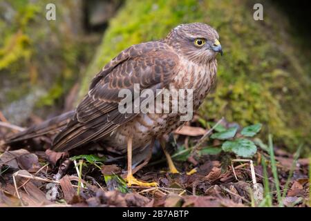 Juvénile Sparrowhawk, Accipiter nisus, Dumfries & Galloway, Écosse Banque D'Images