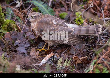 Juvénile Sparrowhawk, Accipiter nisus, avec Chaffinch mort, Dumfries & Galloway, Écosse Banque D'Images