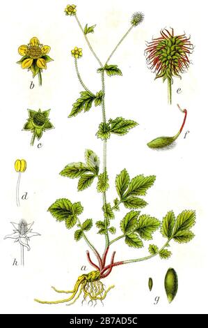 Geum urbanum Sturm44. Banque D'Images