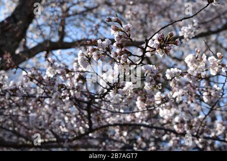 Cherry Blossom Close Up Banque D'Images