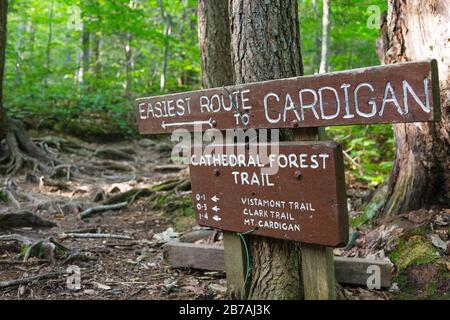 Jonction de Cathedral Forest Trail et Holt Trail qui monte au sommet de Cardigan Mountain à Orange, New Hampshire USA. Forêt De La Cathédrale Banque D'Images