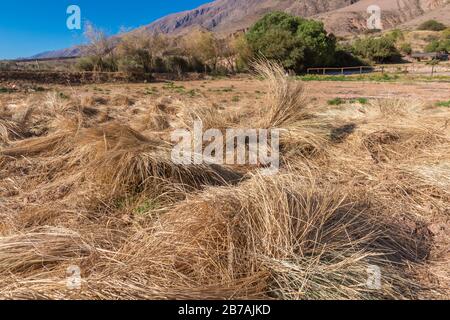 Grass for adobe Bricks, Otro Mundo, Quebrada de la Conchas, Conchas Valley, Quebrada Humahuaca, UNESCO World Heritage, NW Argentina, Amérique latine Banque D'Images