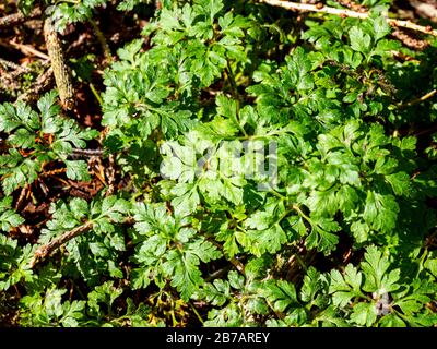 Herb Robert Geranium robertianum au printemps Banque D'Images