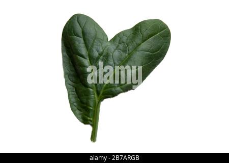 Feuilles d'épinards deux feuilles cultivées à partir d'une tige Banque D'Images