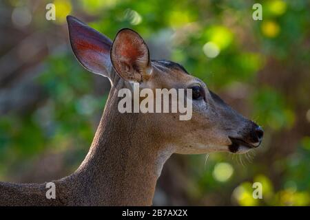 Image de la tête de gros plan du cerf de Virginie Banque D'Images