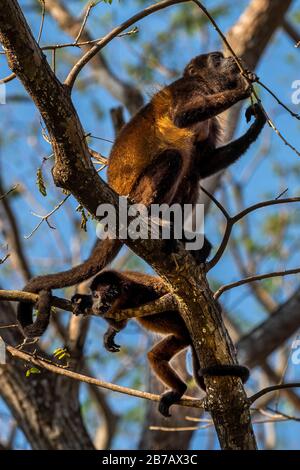 Singe hurleur Azuero avec bébé sur une branche d'arbre Banque D'Images