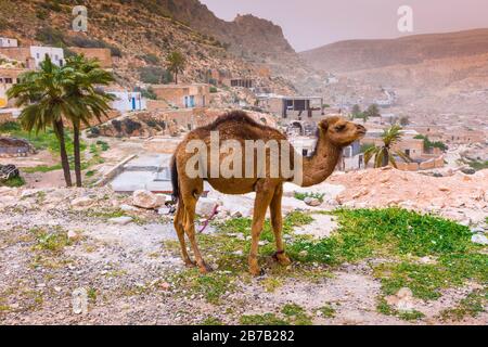 Chameau et village dans une terre déserte. Banque D'Images