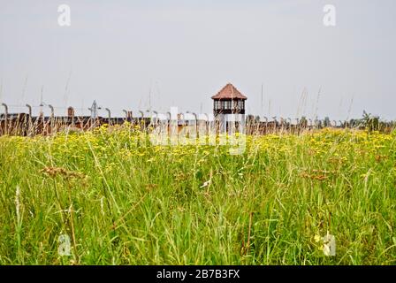 AUSCHWITZ - BIRKENAU, POLOGNE: Ancien camp de concentration nazi. Les fleurs sauvages fleurissent à l'extérieur du camp avec la porte principale du camp et la tour de guet. Banque D'Images