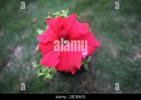 Fleur de pétunia rouge célébrité, fleur de cramoisi bordeaux, vue rapprochée du magnifique sommet de pétunia Banque D'Images