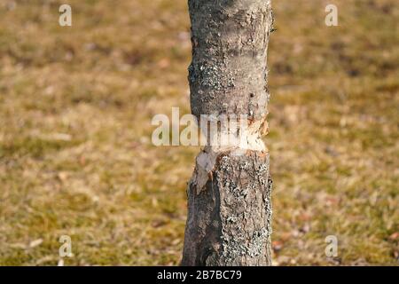 Arbre endommagé Beaver Banque D'Images