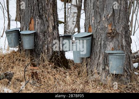 Seaux de collecte de sève d'érable accrochés sur un vieux arbre d'érable pour recueillir la sève pour la fabrication de sirop d'érable dans les montagnes Adirondack NY USA en fin d'hiver Banque D'Images