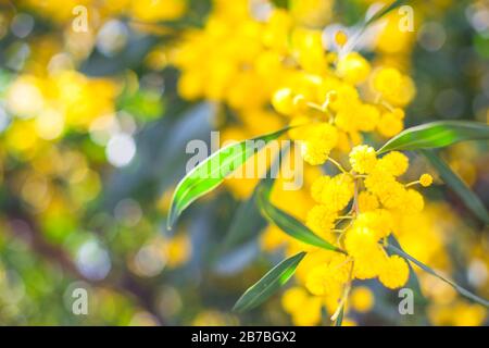 Mimosa, Acacia dealbata. Branche avec fleurs jaunes. Banque D'Images