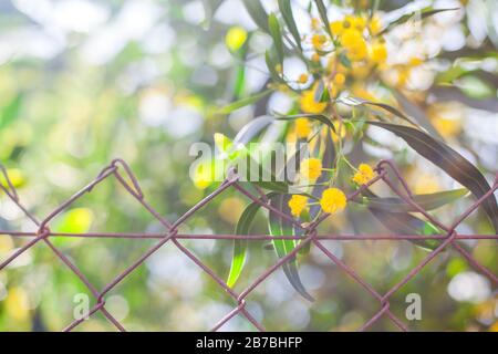 Mimosa, Acacia dealbata. Branche avec fleurs jaunes. Banque D'Images