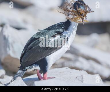 Cormorant de roi (Phalacrocorax atriceps) avec du matériel de nidification dans son bec, les îles Falkland, l'Atlantique Sud, l'Amérique du Sud Banque D'Images