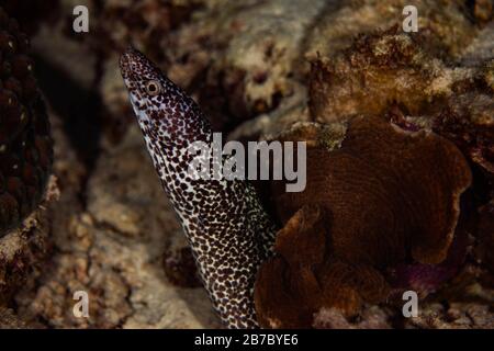 Une anguille moray à pois qui pend sur le récif de Bonaire, aux Pays-Bas. Banque D'Images