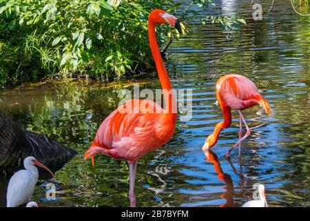 Bonita Springs Floride Flamingos Banque D'Images