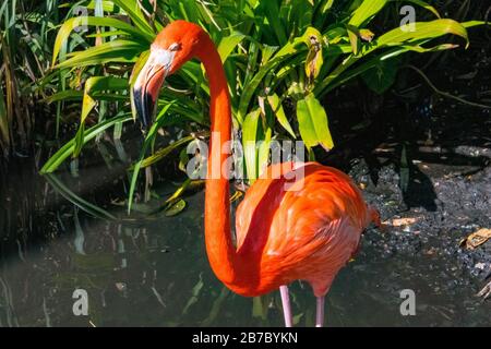 Bonita Springs Floride Flamingos Banque D'Images