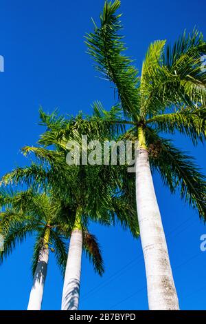 Palmiers Everglades avec ciel bleu Banque D'Images