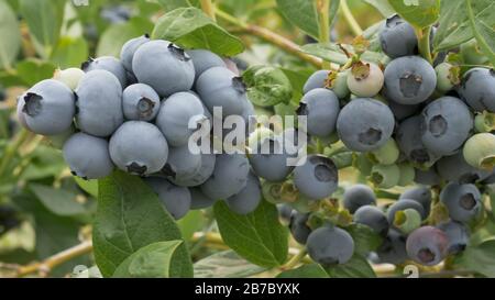 fruits sur des buissons de bleuets dans une ferme près de bellingham dans le nord-ouest de l'us pacific Banque D'Images