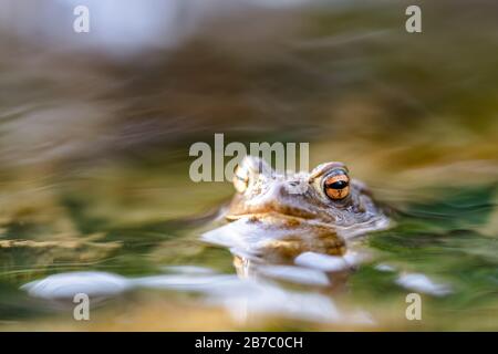 Toad commun (Bufo bufo,) dans un ruisseau, seule la tête et les yeux sont visibles au-dessus de la surface. Gros plan sur une belle grenouille. Banque D'Images