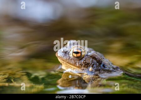 Toad commun (Bufo bufo,) dans un ruisseau, seule la tête et les yeux sont visibles au-dessus de la surface. Gros plan sur une belle grenouille. Banque D'Images