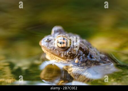 Toad commun (Bufo bufo,) dans un ruisseau, seule la tête et les yeux sont visibles au-dessus de la surface. Gros plan sur une belle grenouille. Banque D'Images