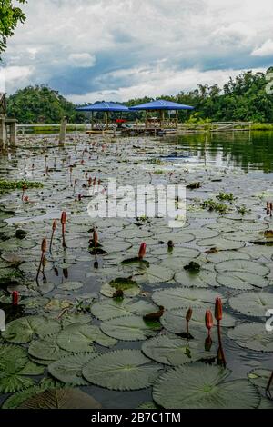 Nénuphars trouvés dans un lac. Lac Sebu, Sud Cotabato, Philippines. Banque D'Images