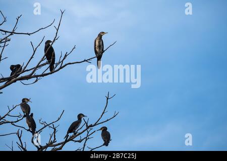 Oiseaux perchés sur les branches d'arbres avec fond bleu ciel Banque D'Images