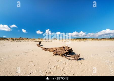 Plage de sable et paysage de bois pourri - espace de copie Banque D'Images