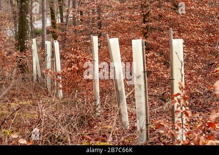 rangée de jeunes arbres protégés par des tubes en plastique dans la forêt de hêtre Banque D'Images