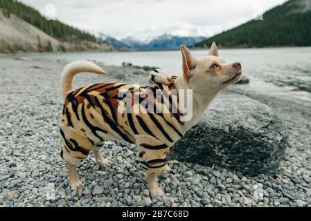 Petit chiot Chihuahua portant un costume de tigre jaune Banque D'Images