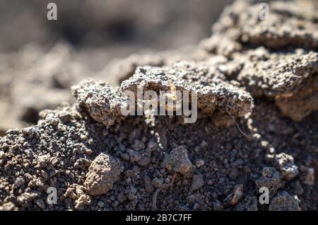 Araignée de crabe terrestre sur le sol.Xysticus audax. Fond sélectif focus.brown. Fond de la nature Banque D'Images