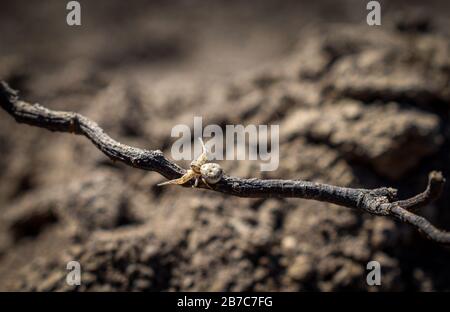 araignée de crabe terrestre sur une branche. Xysticus audax. Foyer sélectif. Fond brun.fond d'écran de la nature Banque D'Images