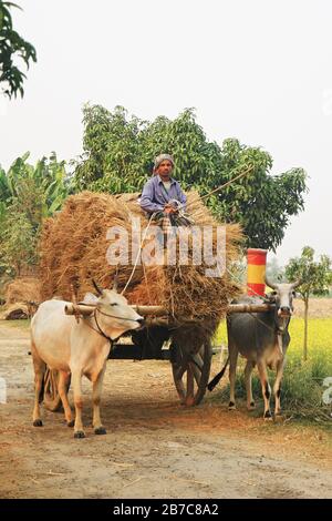 Les agriculteurs bangladais transportent leur paddy récolté à la maison avec une charrette à vache. Le manque d'intervention basée sur les machines est un défi pour les agriculteurs. Banque D'Images