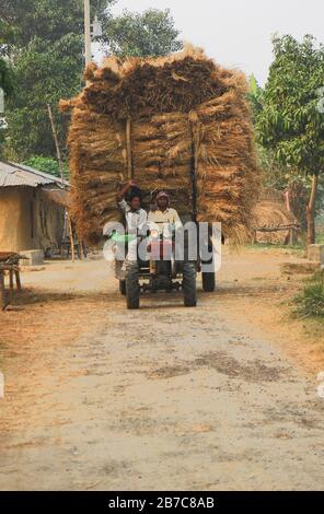 Les agriculteurs bangladais transportant leur paddy récolté à la maison avec un motoculteur. Système de transport basé sur la machine réduisant les coûts de transport. Banque D'Images