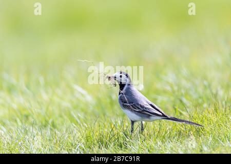 Gros plan d'un magnifique petit oiseau debout sur le herbe verte avec une branche dans le bec Banque D'Images