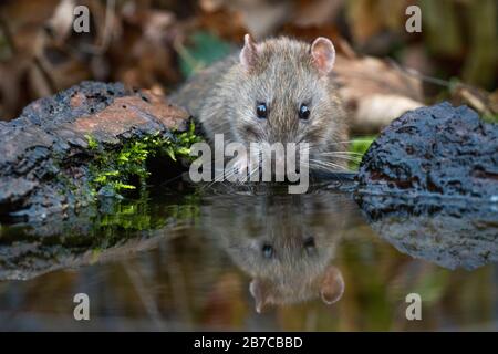 Le rat brun se reflète dans l'eau tout en buvant, York, Yorkshire du Nord, Angleterre, Royaume-Uni Banque D'Images