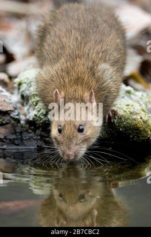 Le rat brun se reflète dans l'eau tout en buvant, York, Yorkshire du Nord, Angleterre, Royaume-Uni Banque D'Images