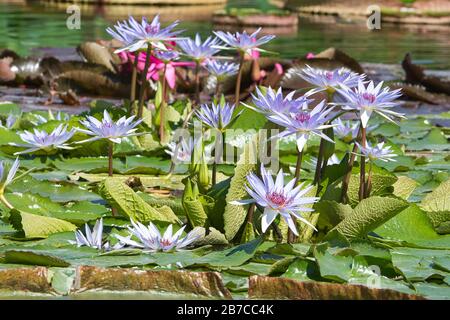 Seerose,Teichrose,Wasserpflanze,Pflanze,Nymphée, Spermatophytina, plantes aquatiques, Lily pad , Seerosengewächse , Magnoloopsida Banque D'Images