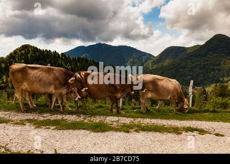 Les vaches paissent après la transhumance dans la cabane de montagne appelée Planina Kuk, Tolmin. Slovénie Banque D'Images