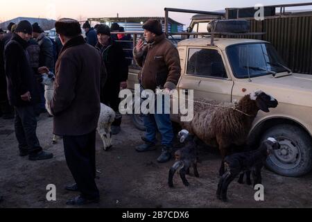 Scène hebdomadaire du marché du bétail du matin dans un village près de Boukhara, Ouzbékistan Banque D'Images