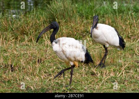 L'Ibis sacré est un oiseau commun des voies navigables africaines. Ils se nourrissent en sondant avec leurs longs becs à décantation pour les invertébrés aquatiques. Banque D'Images