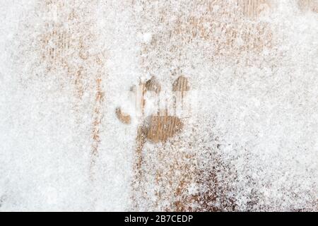 empreintes de pas de chat dans la neige sur un fond en bois Banque D'Images