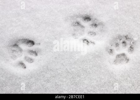 trois empreintes de chat dans la neige Banque D'Images